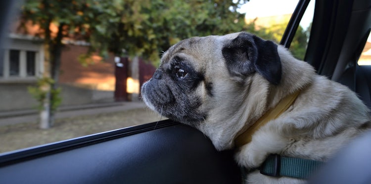Hund auf dem Beifahrersitz transportieren - das müssen Sie wissen