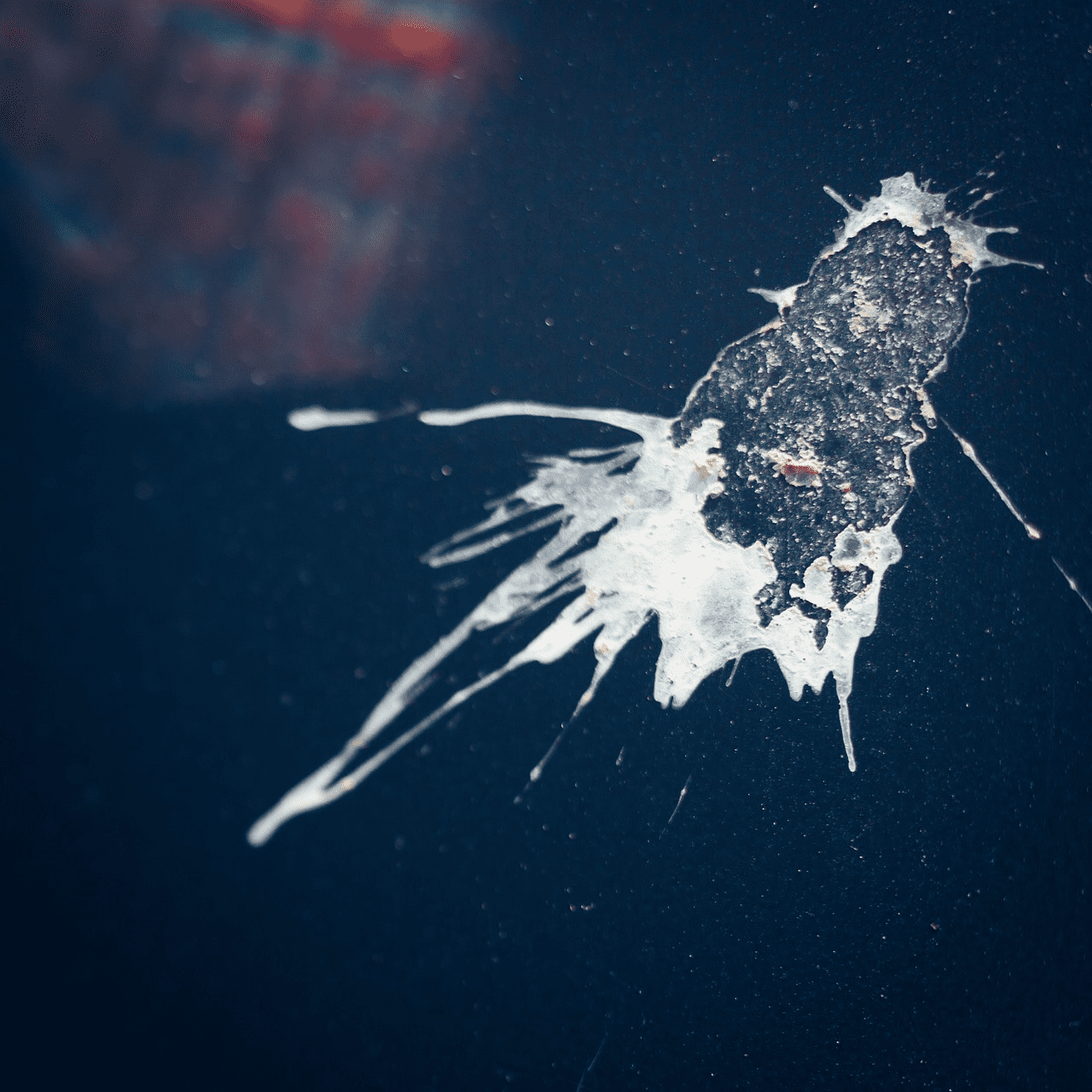 Vogelkot entfernen Lack